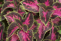 Close up of variegated Coleus leaves.