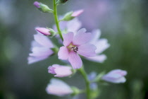 Close up of Checker Mallow, Sidalcea organa, Graham Oaks Nature Parks, Oregon, USA.