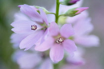 Close up of Checker Mallow, Sidalcea organa, Graham Oaks Nature Parks, Oregon, USA.