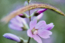 Close up of Checker Mallow, Sidalcea organa, Graham Oaks Nature Parks, Oregon, USA.