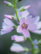 Close up of Checker Mallow, Sidalcea organa, Graham Oaks Nature Parks, Oregon, USA.