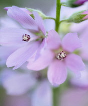 Close up of Checker Mallow, Sidalcea organa, Graham Oaks Nature Parks, Oregon, USA.