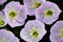 Close up of Siskiyou Evening Primrose, Oenothera siskiyou.