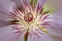 Close up of Pink Champagne Clematis showing stamen.