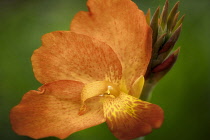 Punch Canna, Close up of Orange coloured flower.