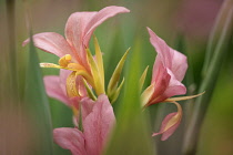 Close up of Longwood Pink Canna growing outdoor.