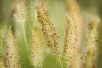 Close up of Hameln Fountain Grass growing outdoor.