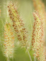 Close up of Hameln Fountain Grass growing outdoor.