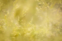 Close up of Northern Lights Hair Grass growing outdoor.