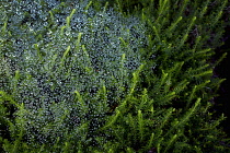 Dew drops on heather plant.