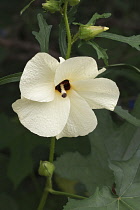 Aibika, Abelmoschus manihot, Single cream coloured flower growing outdoor.