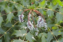 Mahonia, Beale's barberry fruits, Mahonia bealei, Mass of mauve coloured fruit growing on the plant outdoor.