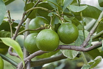 Bergamot, Citrus bergamia, Hybrid of Citrus limetta and Citrus aurantium growing outdoor.