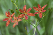 Lily, Leopard lily, Iris domestica 'Blackberry lily', Red coloured flowers growing outdoor.
