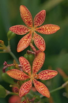 Lily, Leopard lily, Iris domestica 'Blackberry lily', Red coloured flowers growing outdoor.