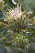 Cardoon, Cynara cardunculus, Artichoke thistle growing outdoor.