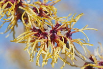 Witch hazel, Hamamelis cultivar, Yellow coloured plant growing outdoor.