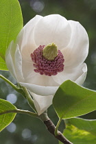 Magnolia, Oyama magnolia,  Magnolia sieboldii 'Colossus', Single white flower growing outdoor.
