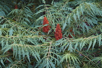 Sumac, Cut-leaf staghorn sumac, Rhus tpphina, Plant with red berries growing oputdoor.