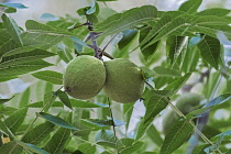 Eastern black walnut, Juglans nigra,  Green coloured fruit growing outdoor on the plant.