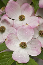 Dogwood, Flowering Dogwood, Cornus florida, Pink flowers growing outdoor.