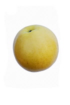 Apple, Golden Delicious apple, Malus domestica 'Golden Delicious', Studio shot of single yellow coloured fruit.