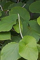 Hoja santa, Piper aurtium, Green leaves of Root Beer plant growing outdoor.