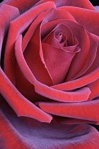 Rosa, Hybrid rose, Rosa x hybrid, Close up of red flower showing pattern of petals.