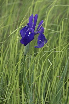 Iris, Japanese iris, Iris laevigata, Single blue coloured flower growing outdoor in field of grass.