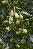 Jujube, Ziziphus jujuba, Green coloured fruit growing on the plant outdoor.