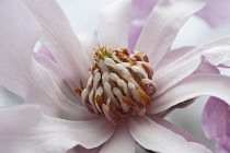 Magnolia, Magnolia x loebneri 'Leonard Messel', Close up of pink coloured flower growing outdoor showing stamen.