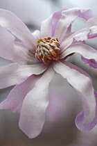 Magnolia, Magnolia x loebneri 'Leonard Messel', Close up of pink coloured flower growing outdoor showing stamen.