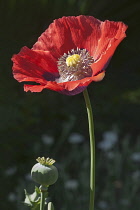 Poppy, Opium poppy, Papaver somniferum, Single red coloured flower growing outdoor.