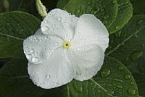 Periwinkle, Madagscar periwinkle, Catharanthus roseus, Close up of single white coloured flower growing outdoor.