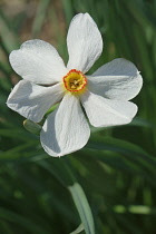 Daffodil, Narciussus 'Actaea', Close up of single white coloured flower growing outdoor.