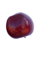 Apple, Malus Domestica cultivar, Studio shot of single red coloured fruit.