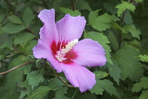 Hibiscus, Rose of Sharon, Hibiscus syriacus, Single pink coloured flower growing outdoor.