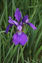 Iris, Siberian Flag, Iris sibirica, Single purple coloured flower growing outdoor in field of grass.
