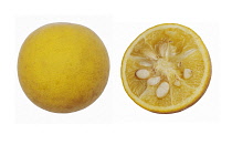 Japanese Bitter Orange, Trifoliata citrus, Studio shot of single dissected fruit showing seed inside.