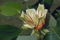 Tulip tree, Liriodendron tulipifera, Single yellow coloured flower growing outdoor on the plant.