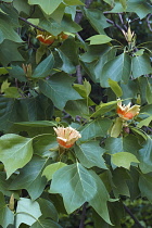 Tulip tree, Liriodendron tulipifera, Peach coloured flowers growing outdoor on the plant.