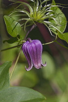 Vasevine,  Clematis viorna, Single purple coloured flower growing outdoor on the plant.