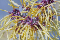 Witch hazel, Hamamelis cultivar, Close up detail of yellow coloured plant growing outdoor.