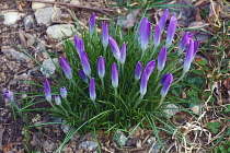 Crocus, Early crocus, Crocus tomassinianus, Mass of purple coloured flowers growing outdoor.