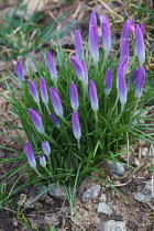 Crocus, Early crocus, Crocus tomassinianus, Mass of purple coloured flowers growing outdoor.