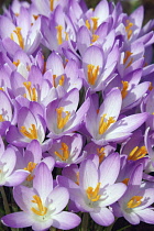 Crocus, Early crocus, Crocus tomassinianus, Mass of purple coloured flowers growing outdoor.