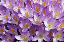 Crocus, Early crocus, Crocus tomassinianus, Mass of purple coloured flowers growing outdoor.