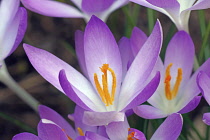 Crocus, Early crocus, Crocus tomassinianus, Mass of purple coloured flowers growing outdoor.