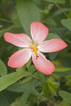 Abelmosk, Abelmoschus moschatus, Single pink star shaped flower growing outdoor.