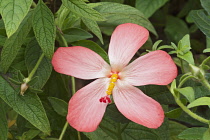 Abelmosk, Abelmoschus moschatus, Single pink star shaped flower growing outdoor.